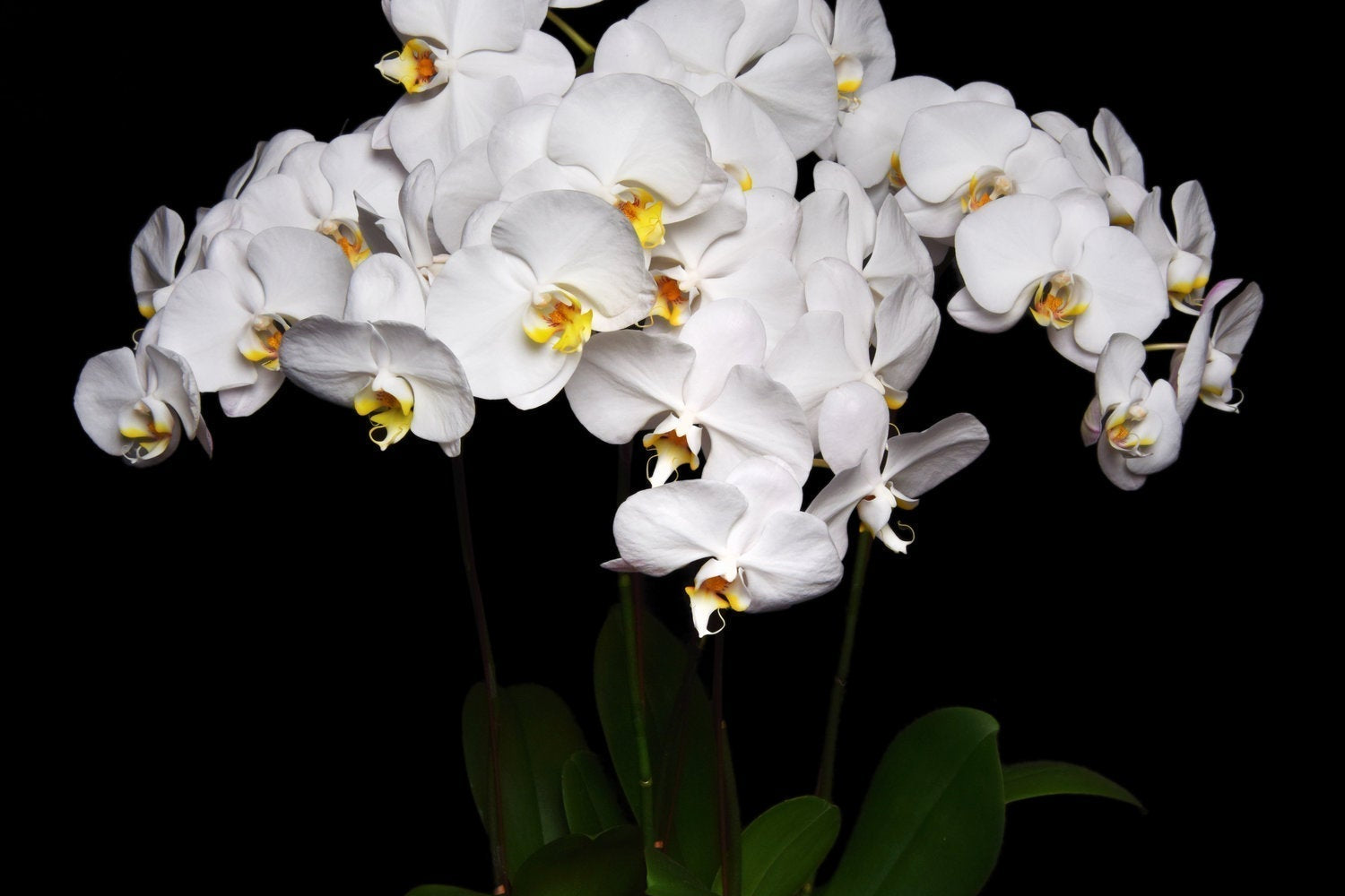 What Flowers to Give for Mother’s Day