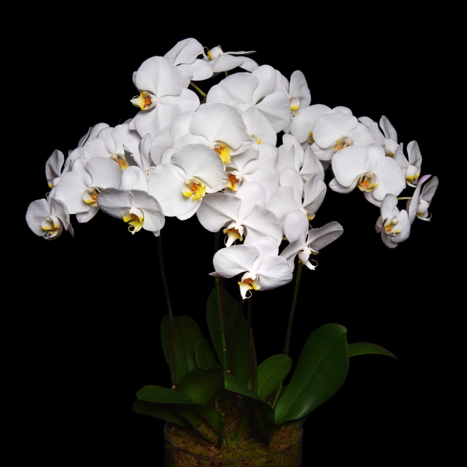 What Flowers to Give for Mother’s Day