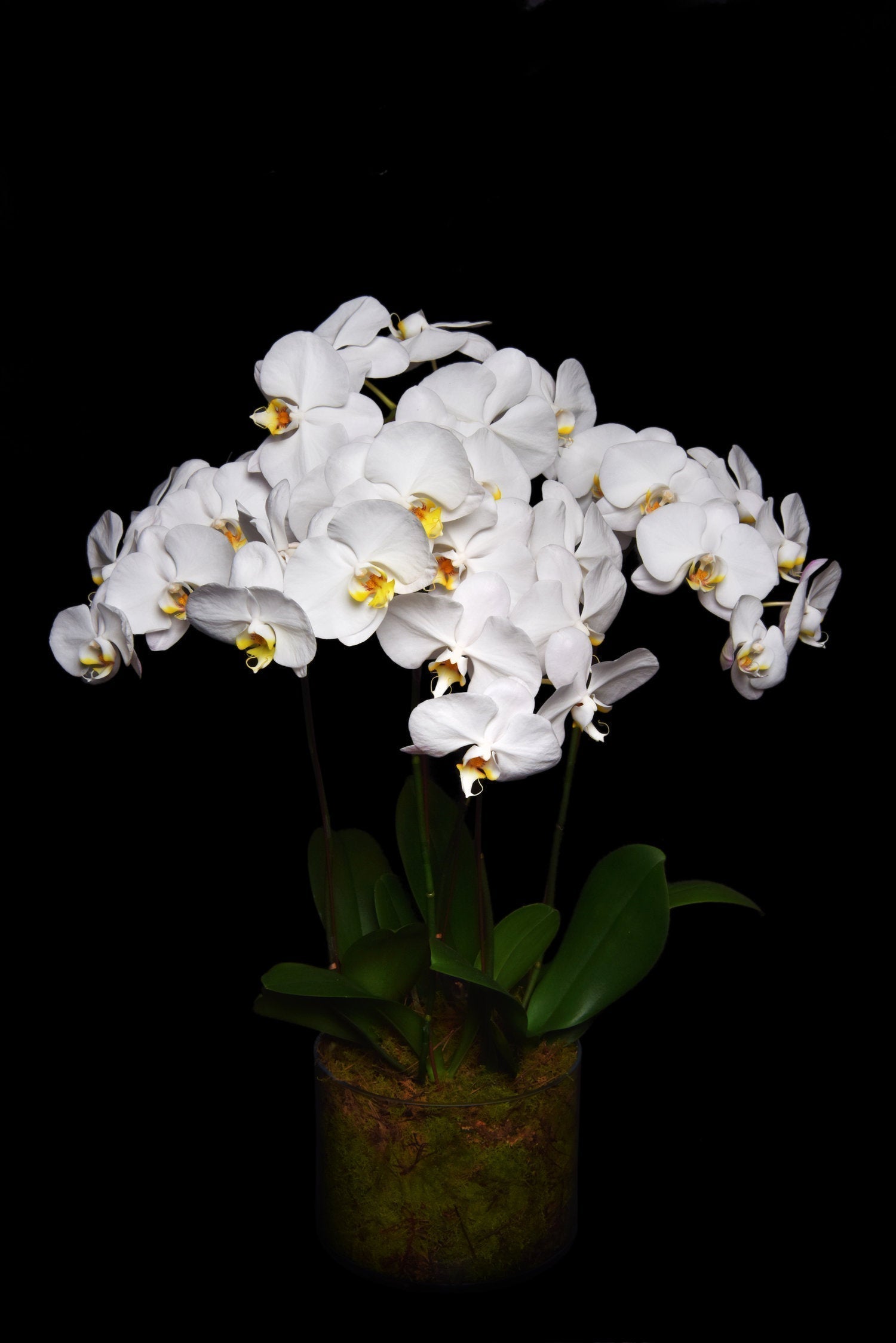 What Flowers to Give for Mother’s Day