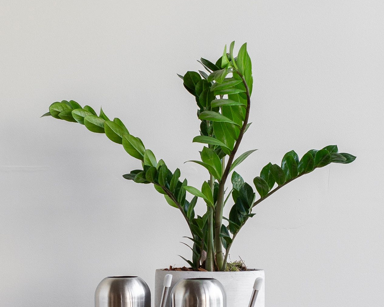 Potted zanzibar plant with a metallic silver watering can on a wooden surface against a light gray background