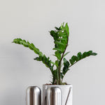 Potted zanzibar plant with a metallic silver watering can on a wooden surface against a light gray background