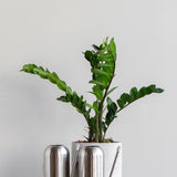 Potted zanzibar plant with a metallic silver watering can on a wooden surface against a light gray background