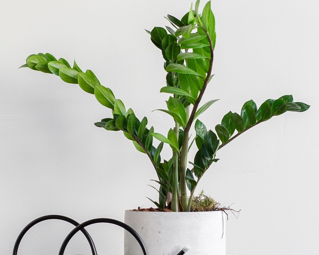Potted plant with a white background and two black watering cans on a wooden surface.