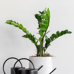Potted plant with a white background and two black watering cans on a wooden surface.