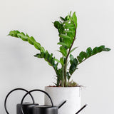 Potted plant with a white background and two black watering cans on a wooden surface.