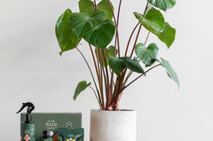 We The Wild Plant Care Products